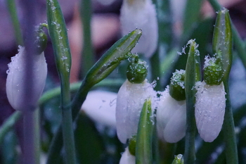 Schneeglöckchen / ***