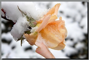 Rose / ***