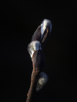 Pussy-Weide / ***