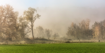 Morgennebel / Nebelschwaden zwischen den Bäumen