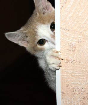 Blick / " " "