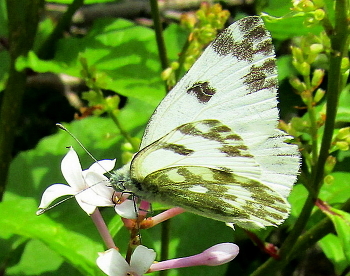 Newborn butterfly / ***