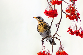 Thrush Wacholderdrossel / https://www.youtube.com/watch?v=hwsufz9C4A8&list=RDJ2aqvKY6zLc&index=12