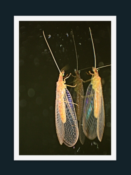 &nbsp; / &quot; &quot; &quot;