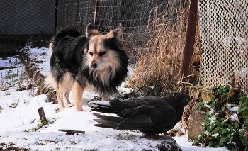 Winterwanderung / ***