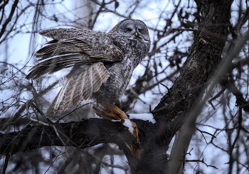 Great Gray Owl / ***