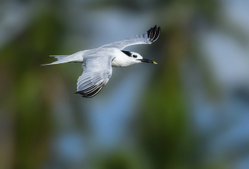 Sandwich Tern / ***