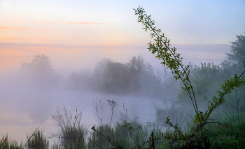 Frühling Nebel. / ***