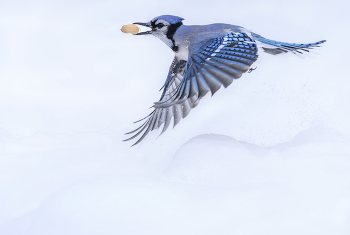 Blue jay / ***