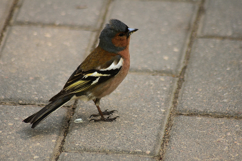 Über den Vogel / ***