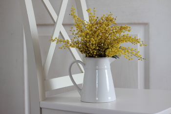 Mimose / ***