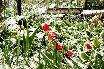 Frühlings-Schneefest / ***