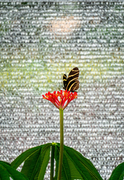 Butterfly on Plant / Looks like a soft place to rest