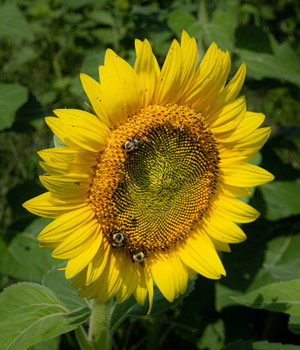 &nbsp; / Sunflower with friends