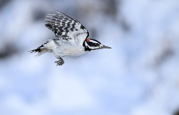 Hairy woodpecker (male) / ***