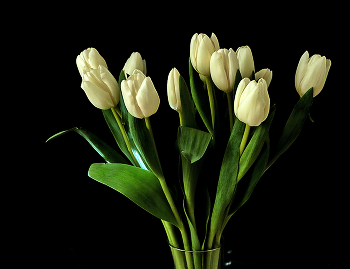Weiße Tulpen / ***