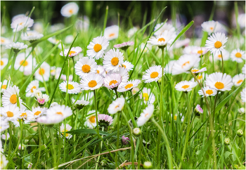 Sommerblumen / ***