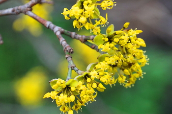 Vorfrühling / ***