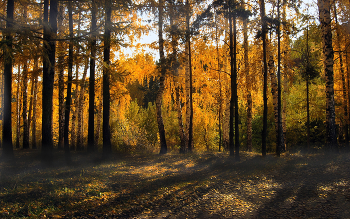 Goldener Oktober / ***