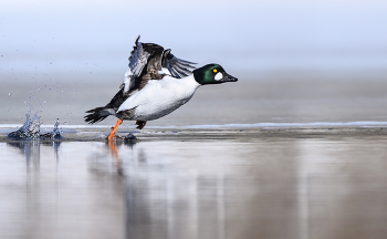 Common goldeneye (male) / ***