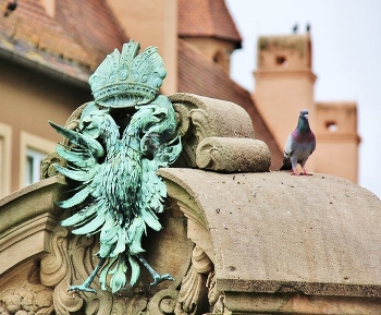 Vogel / ***