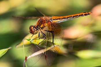 Libelle ... / ***