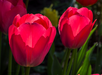 Tulpen. / ***