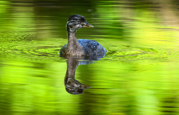 Pied-billed grebe / ***