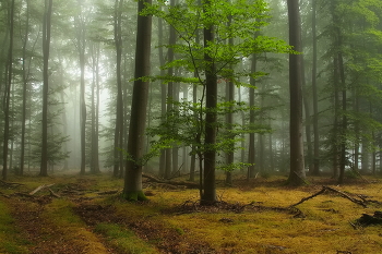 Herbstwald / ***