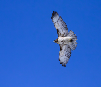 Red-tailed hawk / Red-tailed hawk