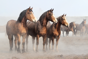 Pferde im Nebel / ***
