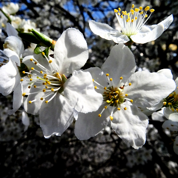 Frühling / ***