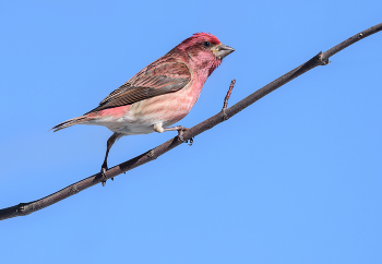 Purple Finch (male) / Purple Finch (male)