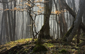 Spring Forest / ***