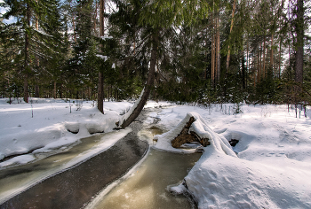 Im Frühjahr Wald / ***