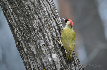 Eurasian Green Woodpecker / ***