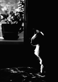  / B&W