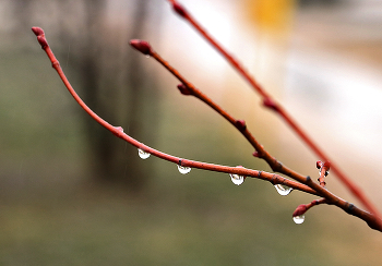 Nach dem Regen / ***