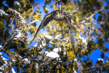 Merlin (Falco columbarius) / Merlin (Falco columbarius)