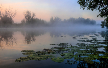 Nebel in der Morgendämmerung. / ***