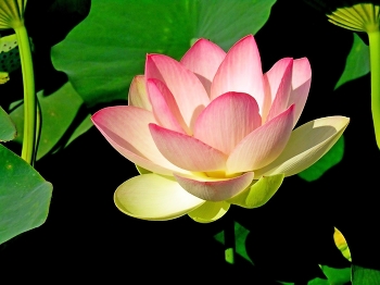 Lotus / ***