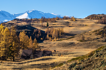 Gorny Altai. / ...