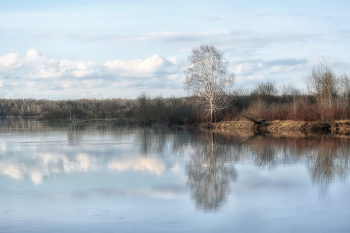 Birke / ***
