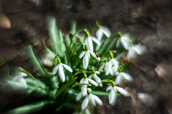 Snow Flower / ***