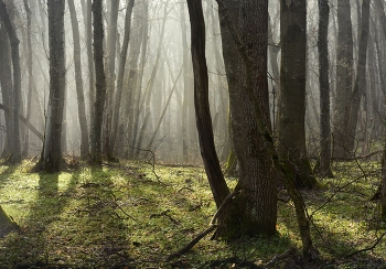 Nebel zerstreut / ***