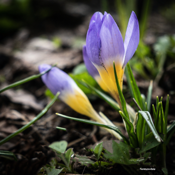 Krokusse / ***