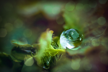 Tautropfen / ***