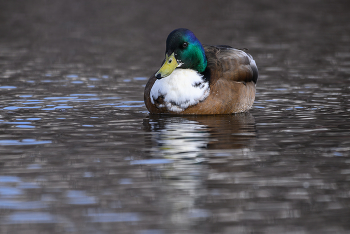 Domestic or Manky Mallard (hybrid) / ***
