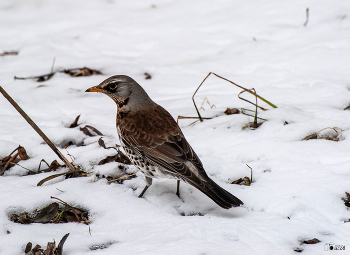 Thrush Wacholderdrossel / ***