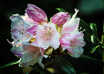 Rhododendron / ***